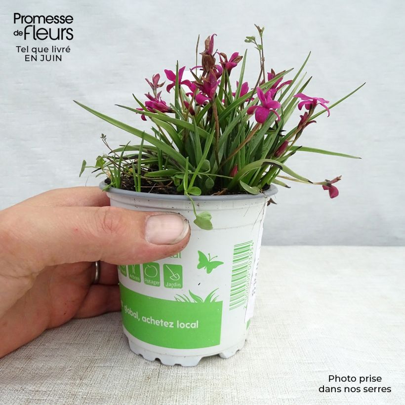 Esemplare di Rhodohypoxis Beverly Vaso da 1,5L/2L consegnato in estate