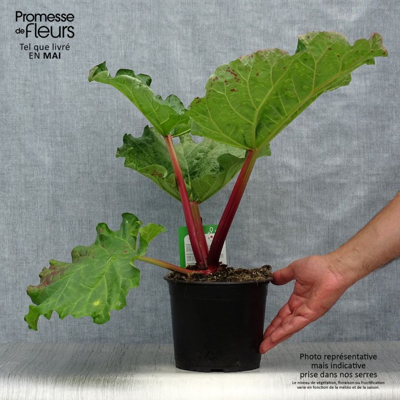 Rheum x hybridum Mikoot - Rabarbaro Vaso da 2L/3L esemplare consegnato in primavera