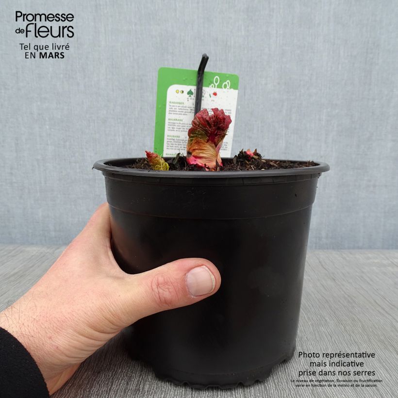 Rheum x hybridum Mikoot - Rabarbaro Vaso da 2L/3L esemplare consegnato in inverno
