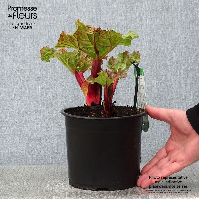 Rheum x rhabarbarum Valentine - Rabarbaro Vaso da 2L/3L esemplare consegnato in inverno