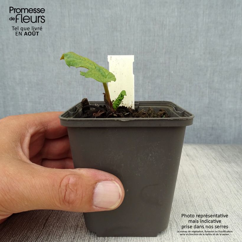 Esemplare di Rheum palmatum var. tanguticum - Rabarbaro palmato Vasetto da 8/9 cm consegnato in estate