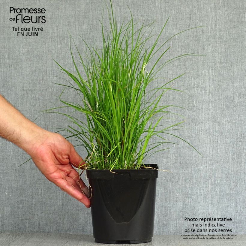 Esemplare di Rhynchospora colorata Vaso da 2L/3L consegnato in estate