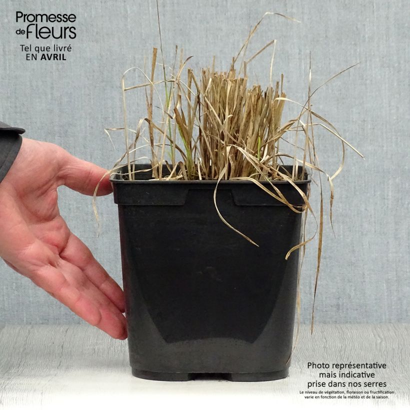 Rhynchospora colorata - Danseuse Etoile - Pot de 2L/3L esemplare consegnato in primavera