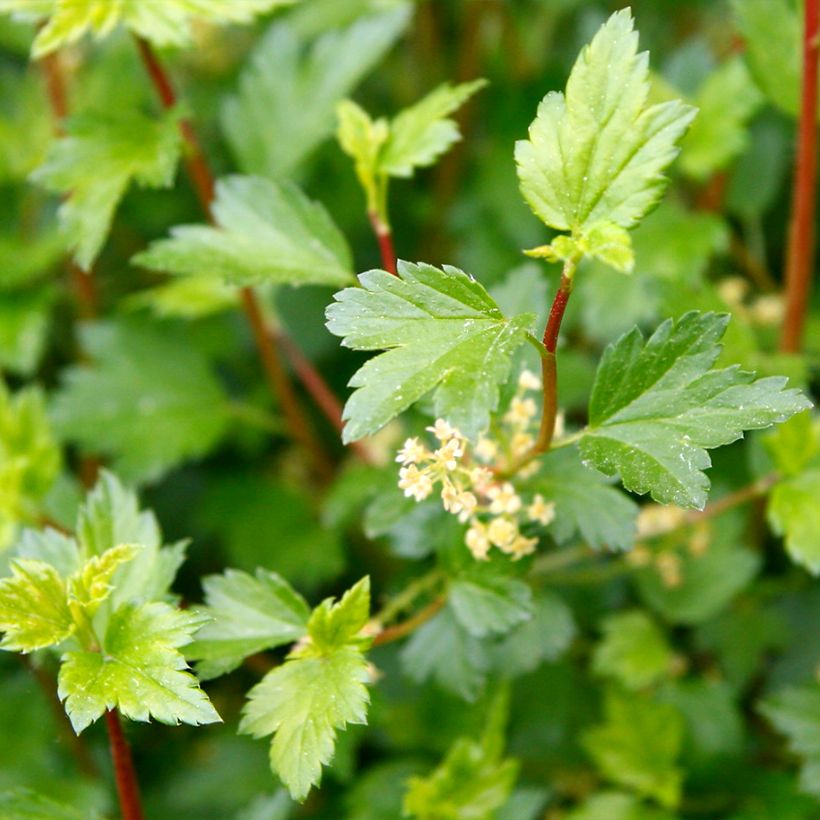 Ribes alpinum Schmidt - Ribes alpino (Fogliame)
