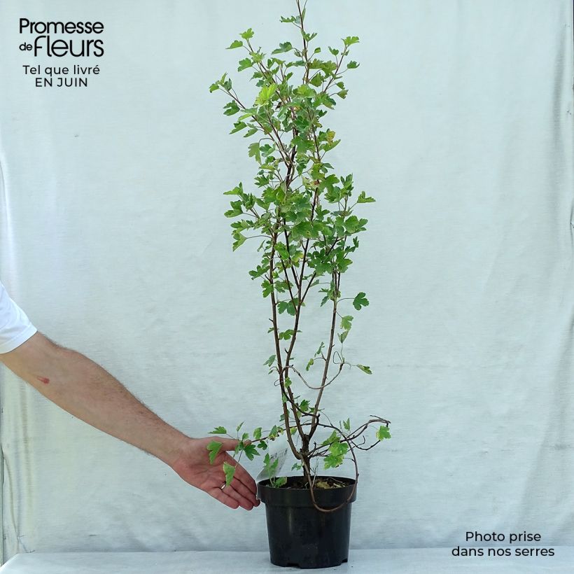 Esemplare di Ribes gordonianum Vaso da 3L/4L consegnato in estate