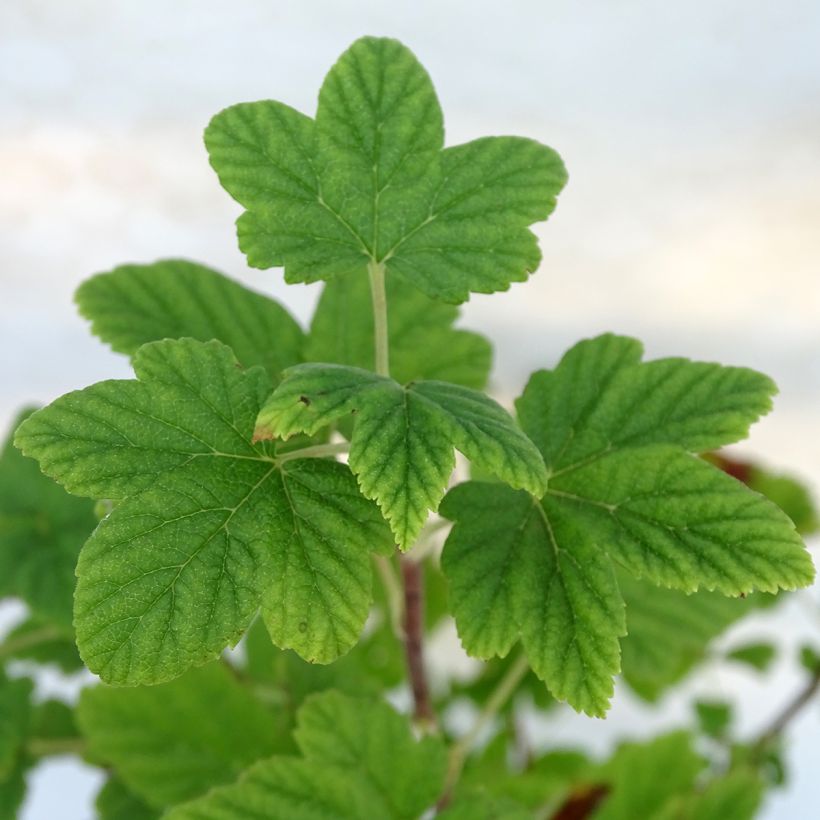 Ribes sanguigno King Edward VII (Fogliame)