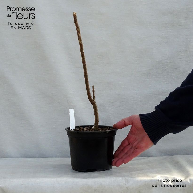 Robinia pseudoacacia - Robinia Vaso da 2L/3L esemplare consegnato in primavera