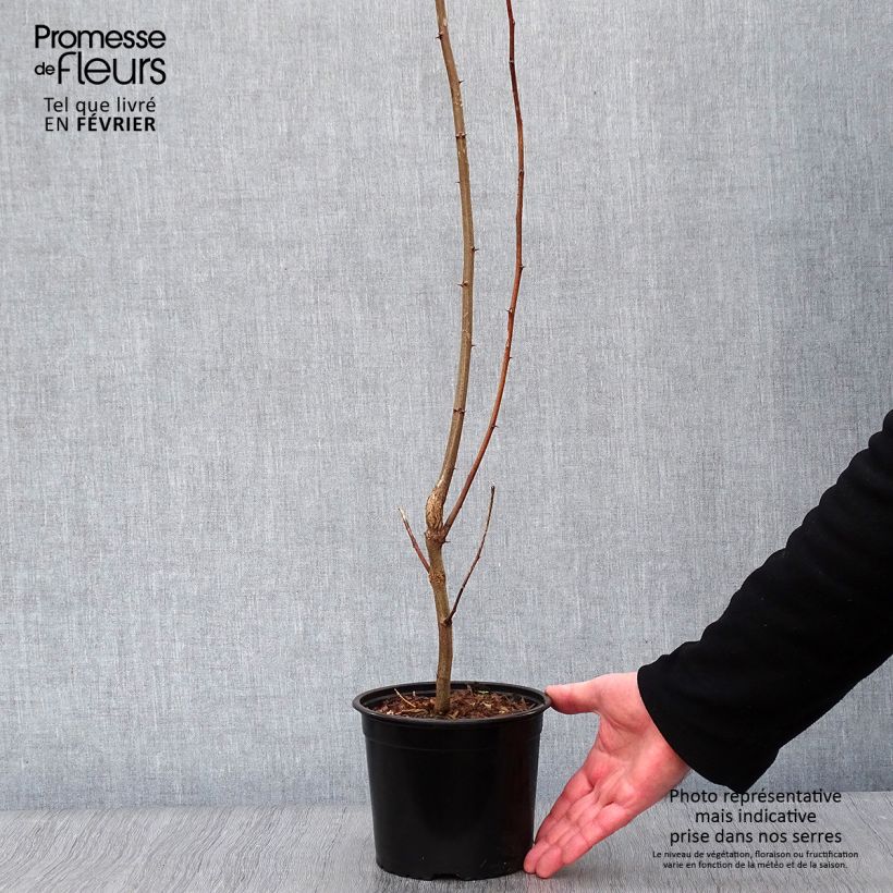 Robinia pseudoacacia - Robinia Vaso da 2L/3L esemplare consegnato in inverno