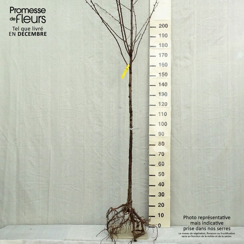Robinia pseudoacacia - Robinia Piante grandi a radice nuda esemplare consegnato in inverno