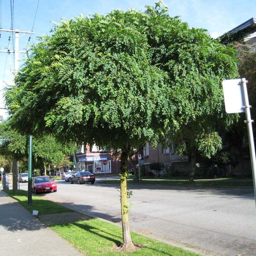 Robinia pseudoacacia Umbraculifera - Robinia (Porto)