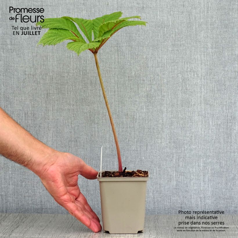 Esemplare di Rodgersia aesculifolia Irish Bronze Vasetto da 8/9 cm consegnato in estate