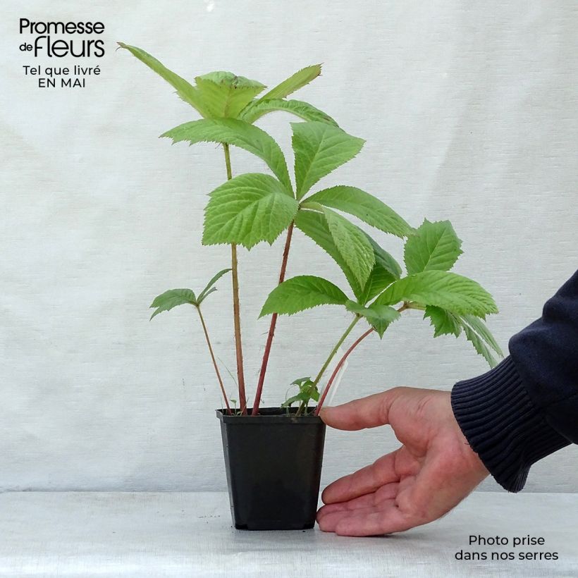 Rodgersia aesculifolia Godet de 9cm esemplare consegnato in primavera