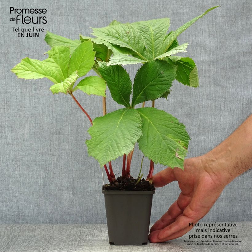 Esemplare di Rodgersia aesculifolia Vasetto da 8/9 cm consegnato in estate