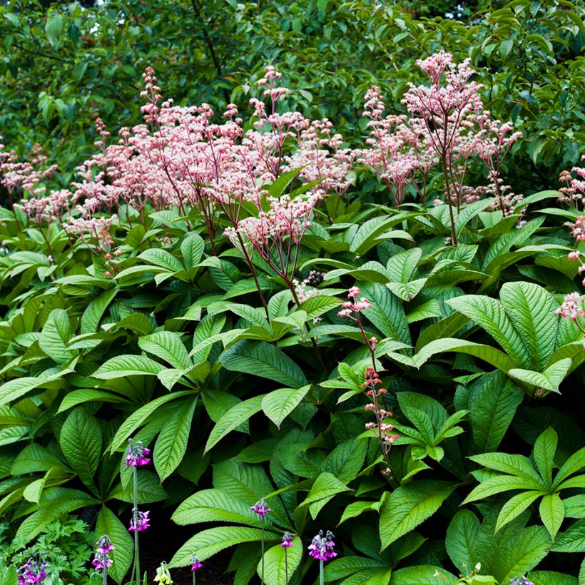 Rodgersia aesculifolia (Porto)