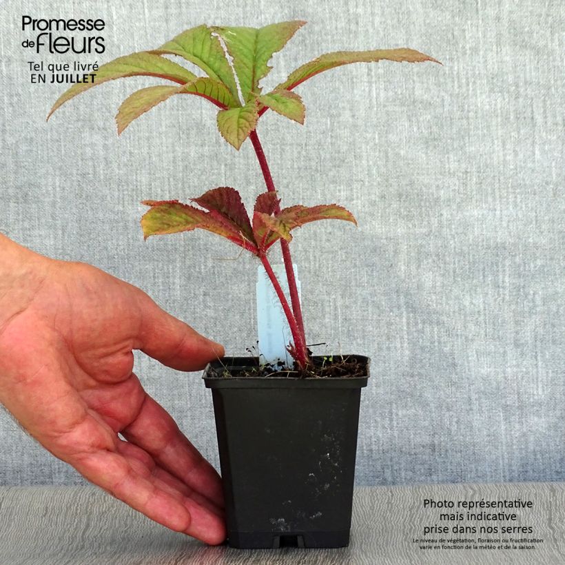 Esemplare di Rodgersia pinnata Bronze Peacock Vasetto da 8/9 cm consegnato in estate