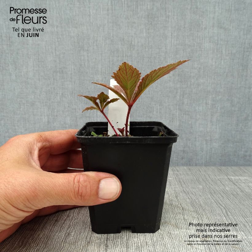 Esemplare di Rodgersia pinnata Chocolate Wings Vasetto da 8/9 cm consegnato in estate