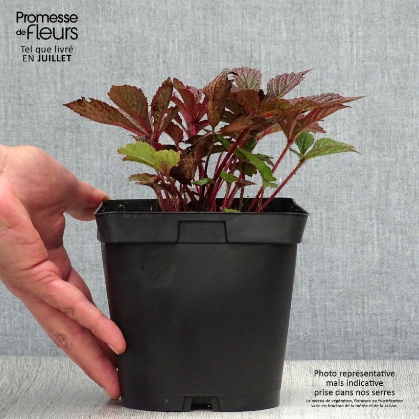 Esemplare di Rodgersia pinnata Chocolate Wings Vaso da 2L/3L consegnato in estate