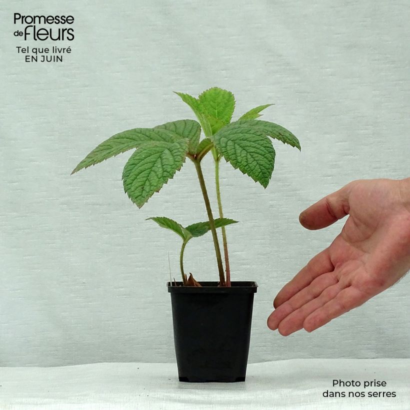 Esemplare di Rodgersia pinnata Dark Pokers Vasetto da 8/9 cm consegnato in estate