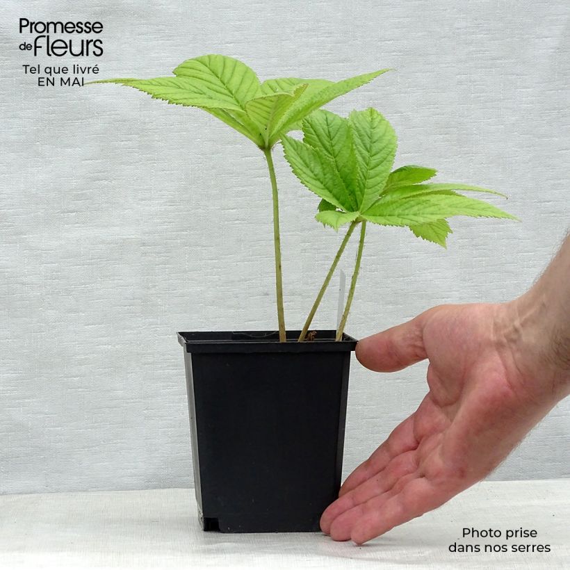 Rodgersia pinnata Elegans Vasetto da 8/9 cm esemplare consegnato in primavera