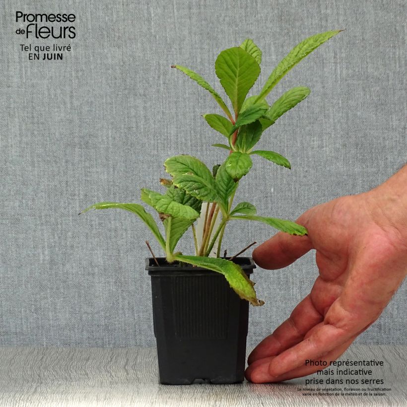 Esemplare di Rodgersia pinnata Vasetto da 8/9 cm consegnato in estate
