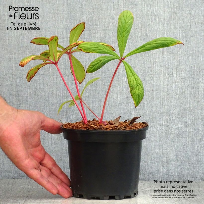 Esemplare di Rodgersia pinnata Vaso da 1,5L/2L consegnato in estate