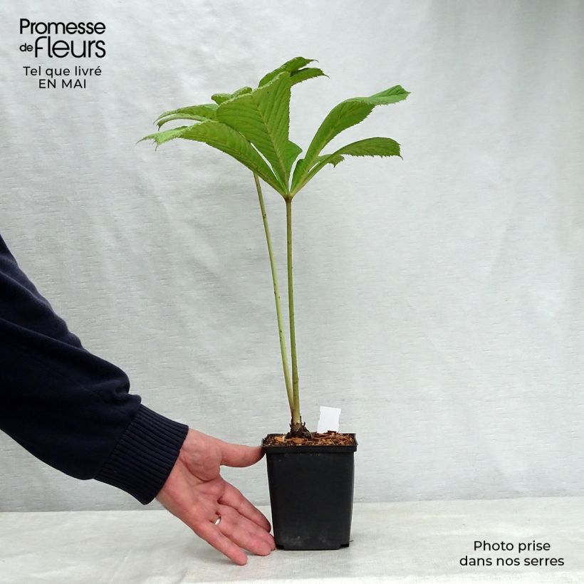 Rodgersia sambucifolia Vasetto da 8/9 cm esemplare consegnato in primavera