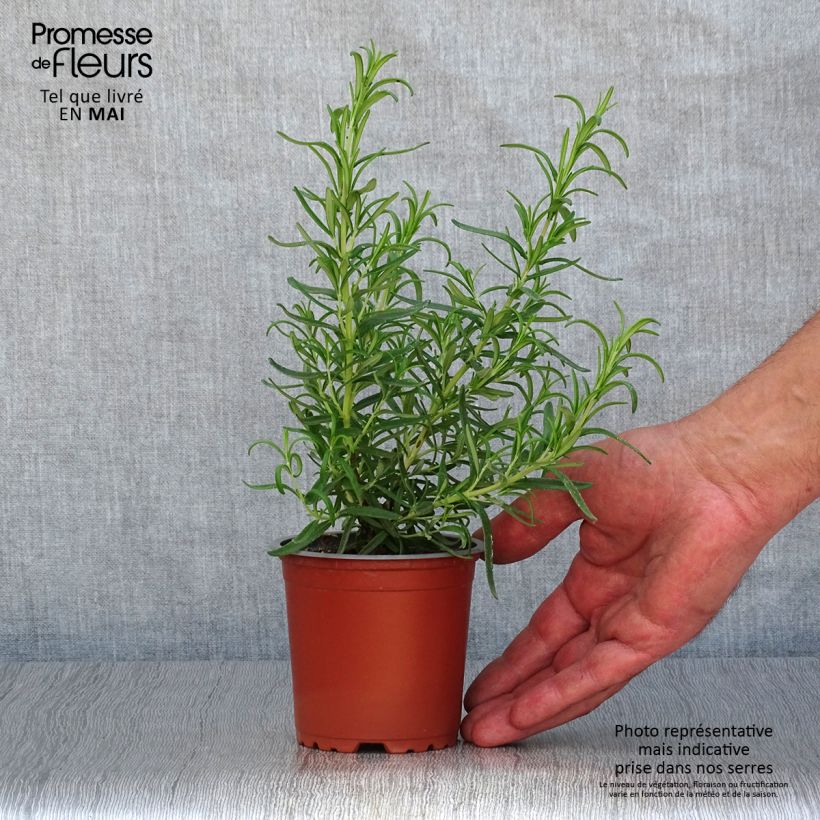 Rosmarinus officinalis Barbecue - Rosmarino Vasetto da 8/9 cm esemplare consegnato in primavera
