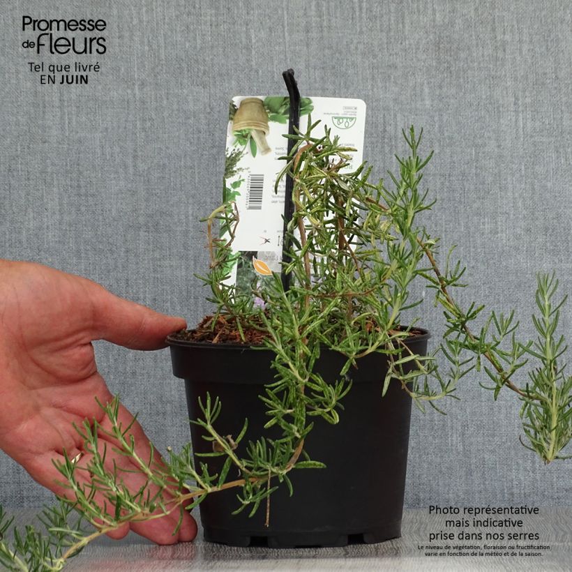 Esemplare di Rosmarinus officinalis Majorca Pink - Rosmarino Vaso da 1,5L/2L consegnato in estate