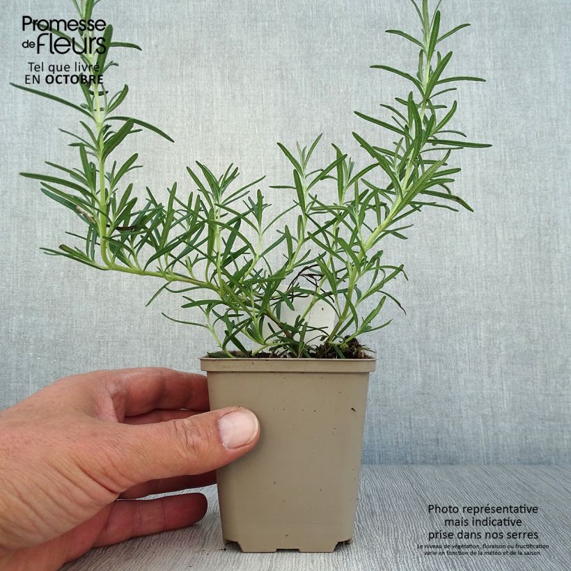 Esemplare di Rosmarinus officinalis Albiflorus - Rosmarino Vasetto da 8/9 cm come consegnato in autunno