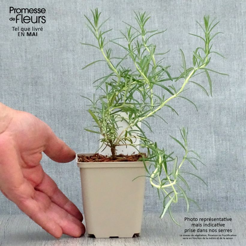 Rosmarinus officinalis Albiflorus - Rosmarino Vasetto da 8/9 cm esemplare consegnato in primavera