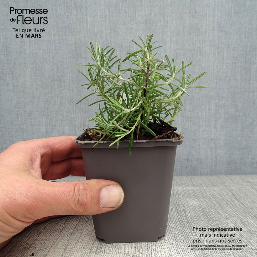 Rosmarinus officinalis Pointe du Raz - Rosmarino Vasetto da 8/9 cm esemplare consegnato in primavera