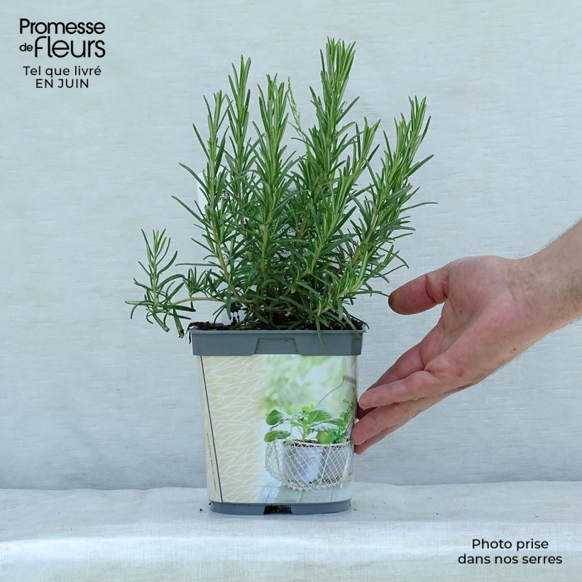 Esemplare di Rosmarinus officinalis Bio (piante) - Rosmarino Vaso da 1L/1,5L consegnato in estate