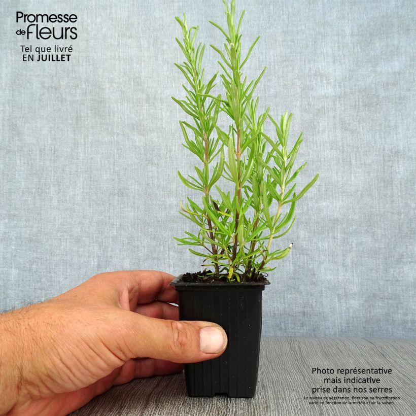Esemplare di Rosmarinus officinalis - Rosmarino Vasetto da 7/8 cm consegnato in estate