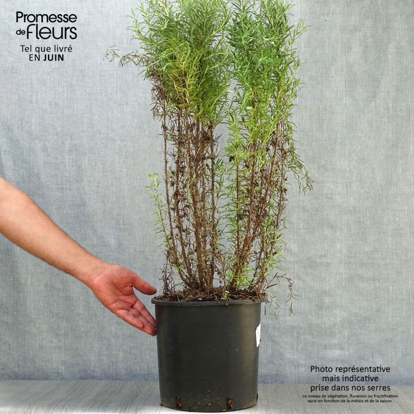 Esemplare di Rosmarinus officinalis - Rosmarino Vaso da 7,5L/10L consegnato in estate