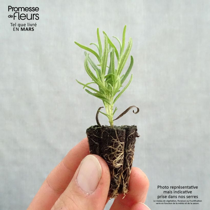 Rosmarinus officinalis Speedy - Rosmarino mini zolla... esemplare consegnato in primavera