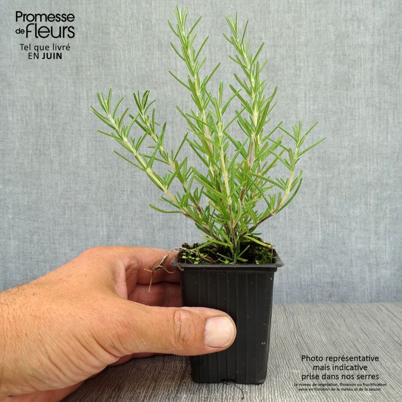 Esemplare di Rosmarinus officinalis Prostratus - Rosmarino Vasetto da 7/8 cm consegnato in estate