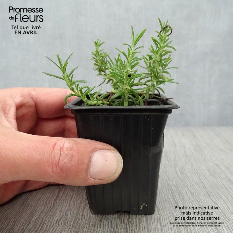 Rosmarinus officinalis Prostratus - Rosmarino Vasetto da 7/8 cmAltezza consegnata circa 5/10cm esemplare consegnato in primavera