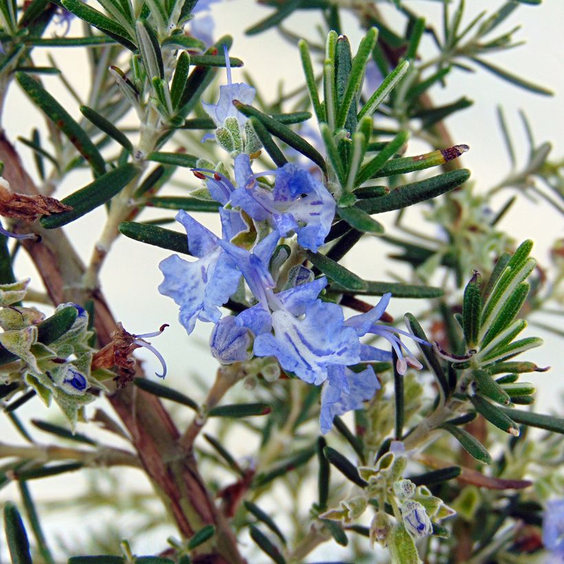 Rosmarinus officinalis Prostratus - Rosmarino (Fioritura)