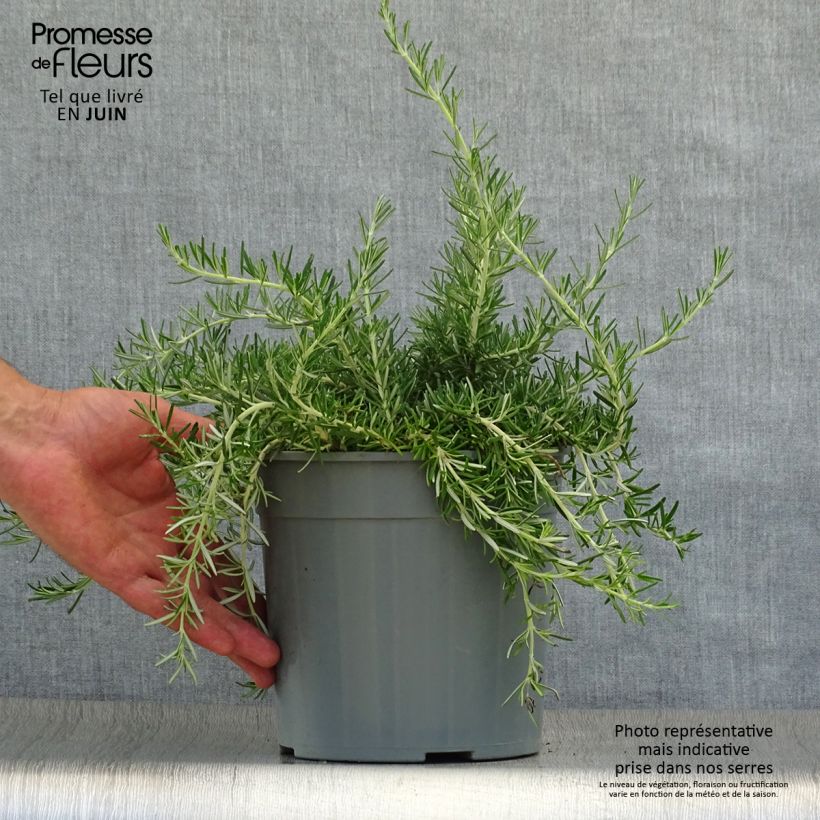 Esemplare di Rosmarinus officinalis Prostratus - Rosmarino Vaso da 1L/1,5L consegnato in estate
