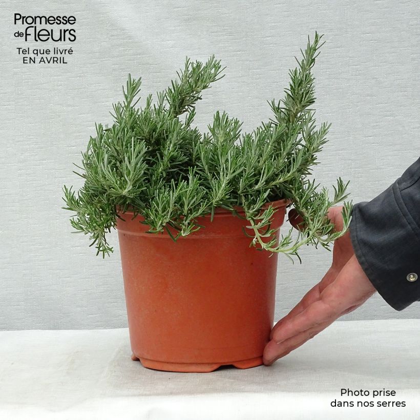 Rosmarinus officinalis Prostratus - Rosmarino Vaso da 2L/3LAltezza consegnata circa 5/15cm esemplare consegnato in primavera