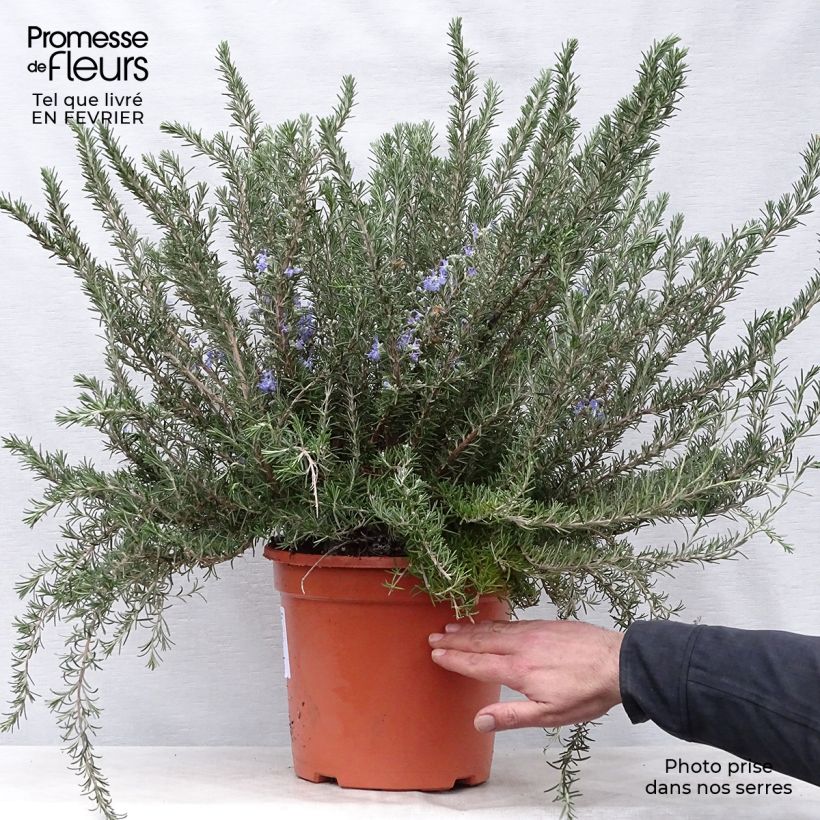 Rosmarinus officinalis Prostratus - Rosmarino Vaso da 7,5L/10LAltezza consegnata circa 20/30cm esemplare consegnato in inverno