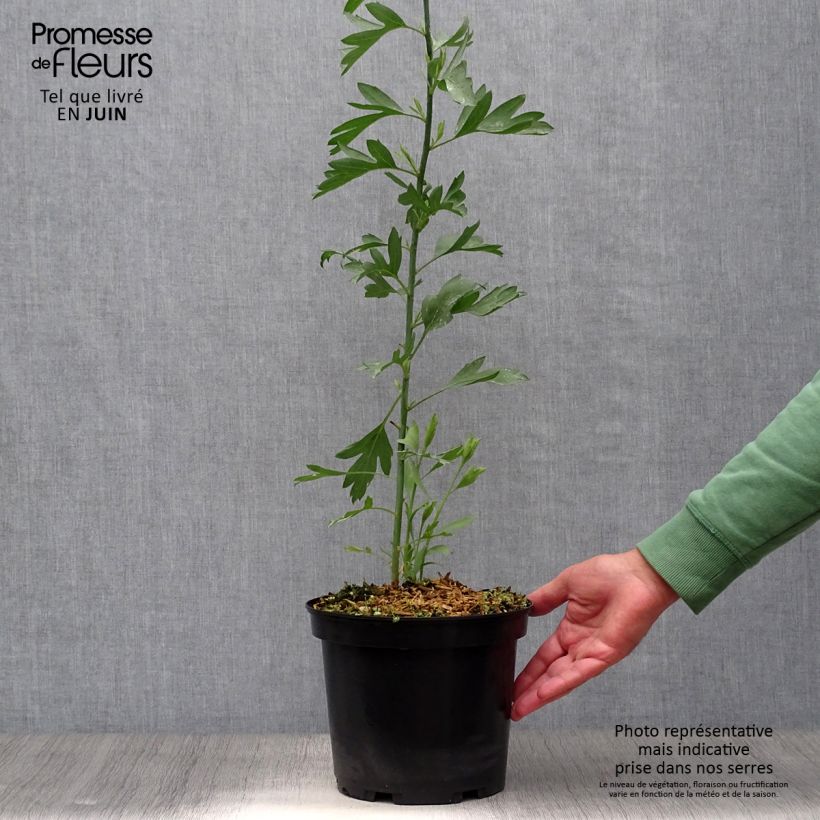 Esemplare di Romneya coulteri Vaso da 2L/3L consegnato in estate