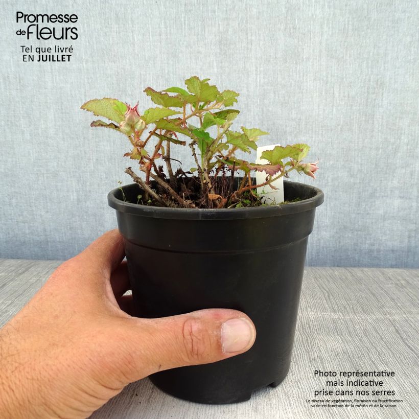 Esemplare di Rubus tricolor Betty Ashburner - Rovo ornamentale Vaso da 1,5L/2L consegnato in estate