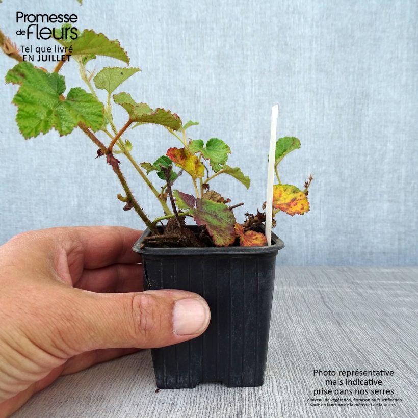 Esemplare di Rubus tricolor Betty Ashburner - Rovo ornamentale Vasetto da 8/9 cm consegnato in estate