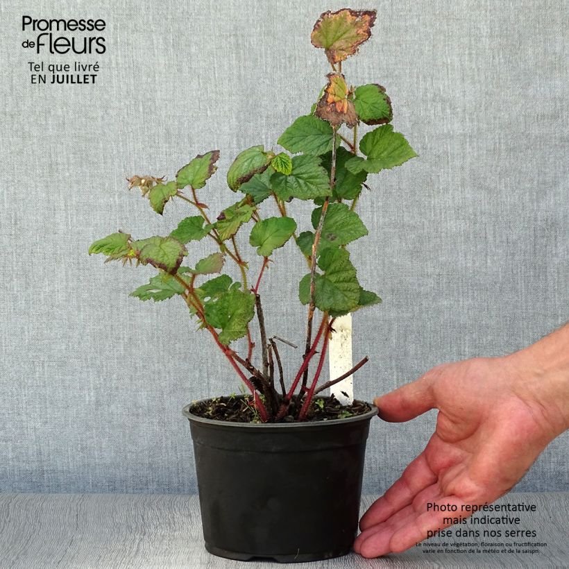 Esemplare di Rubus tricolor - Rovo ornamentale Vaso da 1L/1,5L consegnato in estate