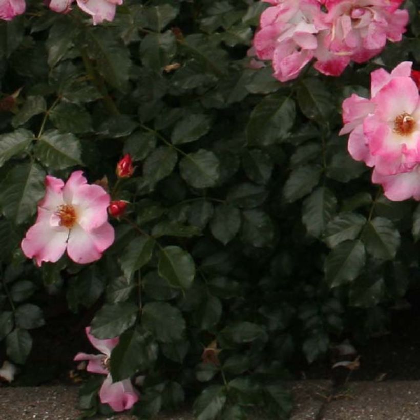 Rosa tappezzante Dolomiti Korrahibe (Fogliame)