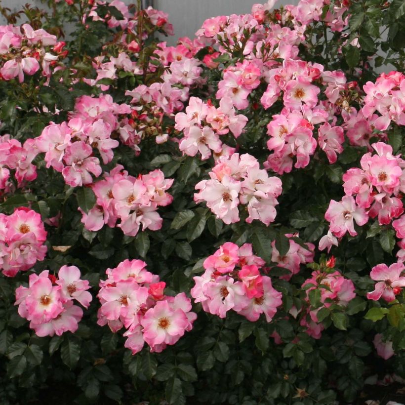 Rosa tappezzante Dolomiti Korrahibe (Fioritura)