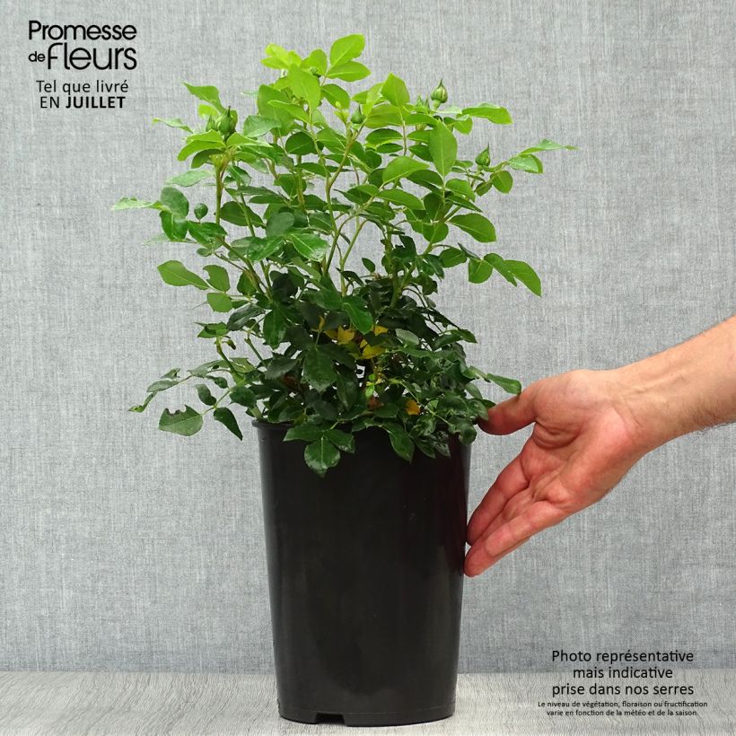 Esemplare di Rosa polyantha Kosmos Vaso da 4L/5L consegnato in estate