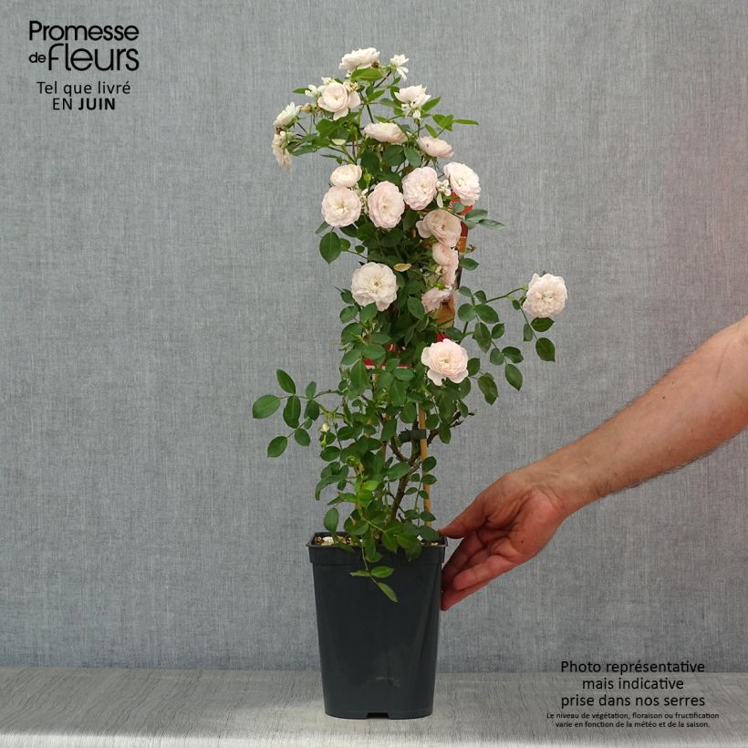 Esemplare di Rosa rampicante Starlet Rose Alina Vaso da 4L/5L consegnato in estate