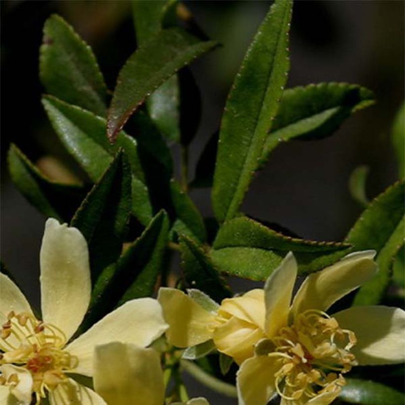 Rosa banksiae Lutescens - Rosa di Lady Banks (Fogliame)